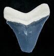 Bargain Bone Valley Megalodon Tooth #4194-1